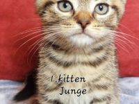 3 BKH Kitten suchen ein Neues Zuhause