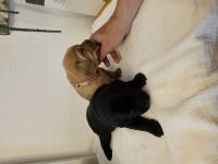2 Labradorwelpen