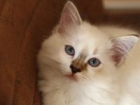 3 wundervolle Ragdollkitten suchen noch ihre Famile für immer (mit Stammbaum)