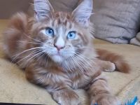 Maine-Coon-Kätzchen mit blauen Augen (mit Stammbaum)