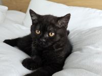 Britisch Kurzhaar Kitte Mädchen