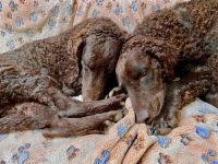 Curly-Coated Retriever Welpen