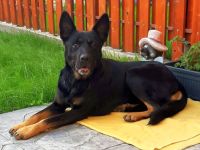 Schäferhündin, liebe, bereits kastrierte Jessy vom Züchtersohn ausgesetzt, sucht ein Heim bei tierli