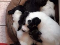 Rumänischer Schäferhund de Bucovina mit American Akita