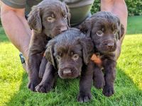 Deutsch - Langhaar Welpen