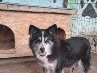 Speedy, sucht einen Gnadenplatz