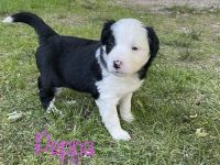 Border Collie Welpen