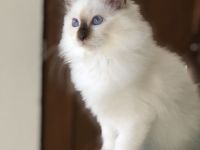 Heilige Birma Kitten mit Stammbaum