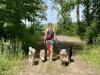 Professioneller Dogwalk • Hundebetreuung Vierbeinerpfad
