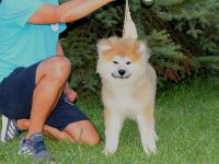 Wunderschöne Akita inu Welpen langhaariger