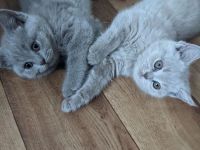 Wunderschöne BKH Kitten