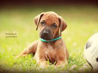 Traumhaft schöne Rhodesian Ridgeback Welpen