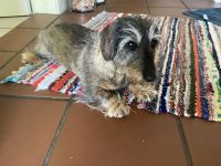 Suche erwachsene Rauhaardackelin ( 2 bis 5 Jahre alt )