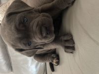 Cane Corso Welpen