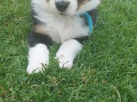 Australian Shepherd Welpen zu verkaufen