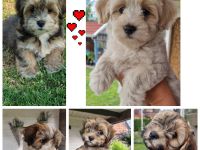 Havaneser Welpen in tollen Farben!