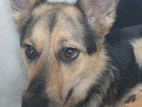 Süße Maus sucht ihre Familie