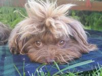 Bolonka Zwetna von den kleinen Waldelfen