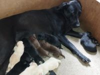 Süße Labrador Welpen zu verkaufen