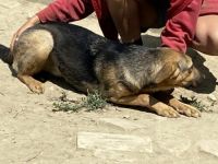 Lara-SchäferhundMix-Hündin-ca 40cm