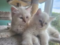 Heilige Birma Kitten