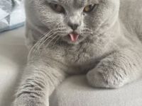 Fernando, süßer Deckkater mit Erfahrung