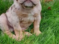 Snickers sucht traumplatz