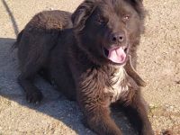 lieber,kastrierter Boris wurde vom Züchtersohn in die rumänische Tötung gebracht;wir suchen ein Heim