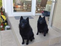 Schipperke Welpen