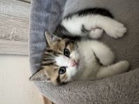 Entzückende Babykatzen suchen liebevolles Zuhause!