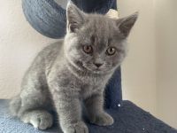 Britisch Kurzhaar Kitten suchen ein neues Zuhause
