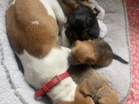 Jack Russel Mix Welpen
