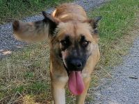 Tolle Mali mix Hündin sucht liebevolles Zuhause