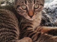 Katzenkind in liebevolle Hände