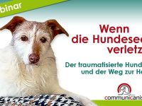 Wenn die Hundeseele verletzt ist. Trauma bei Tieren. 14.02.25