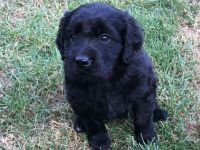 Schäferhund/Hovawart Mixwelpen