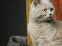 BKH/- Norwegischer Waldkatzenmix, Kitten weiblich