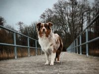 Australian Shepherd Welpen mit ASCA Papieren