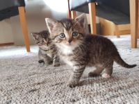 Babykatzen - Seelenkatzen aus liebevoller Haltung