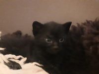 Katzenwelpen Hauskatze