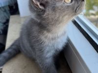 1 BKH Kitten ABHOLBEREIT sucht noch ein Zuhause