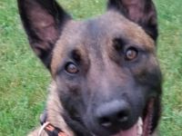 Junger Malinois Rüde dringend abzugeben