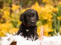Labradoodle Welpen suchen zu Hause