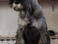 Mittelschnauzer-Welpen mit Papieren