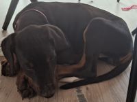 Dobermann Welpe Weibchen