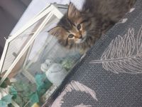 Norwegisch/ Sibirische Waldkatzen Kitten