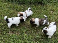 Shih Tzu Welpen