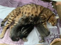Bengal/BKH-Mix Kitten Kater Katze