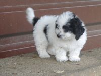 Bolonka-Pudel (Doodle, Bollipoo) Welpen. Chiwalonka.