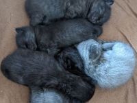 Liebe und verkuschelte BKH- Kitten abzugeben